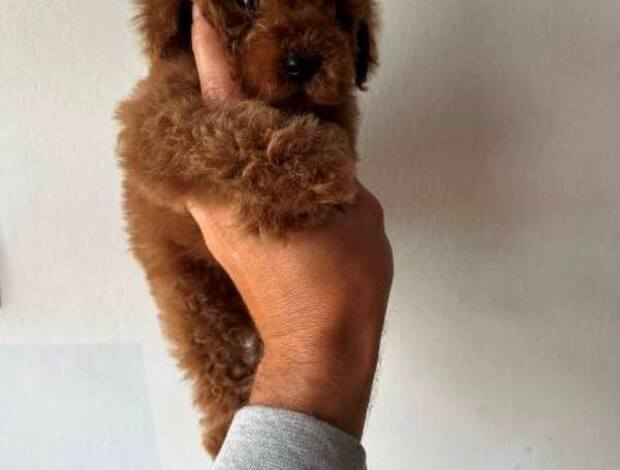 Poodle Red and apricot mini miniature poodles