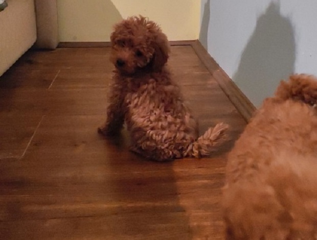 Poodle Red toy poodle