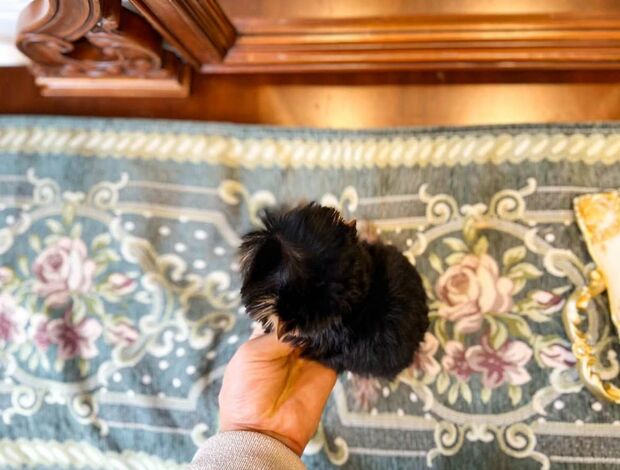 Pomeranian Cute yorkie puppy