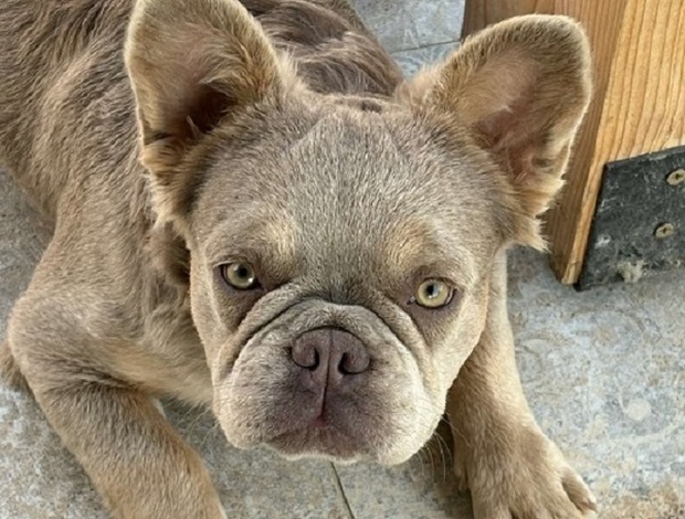 French Bulldog French Bulldog female