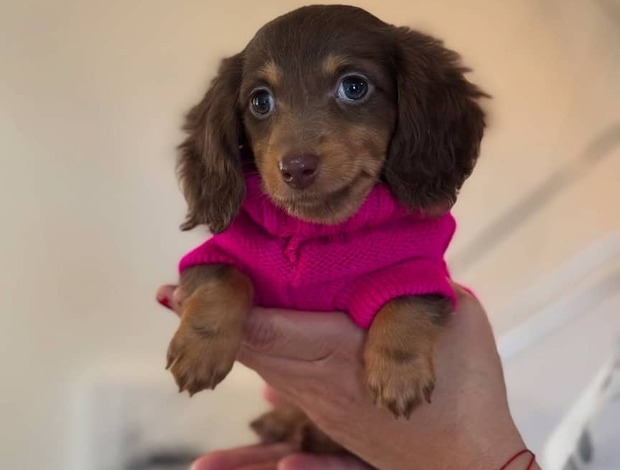 Dachshund Adorable Dachshund Puppies for sale. Business Whatsapp :+447392009828