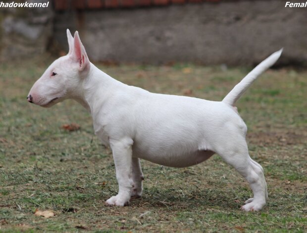 Bull Terrier (Miniature) Miniature Bull Terrier