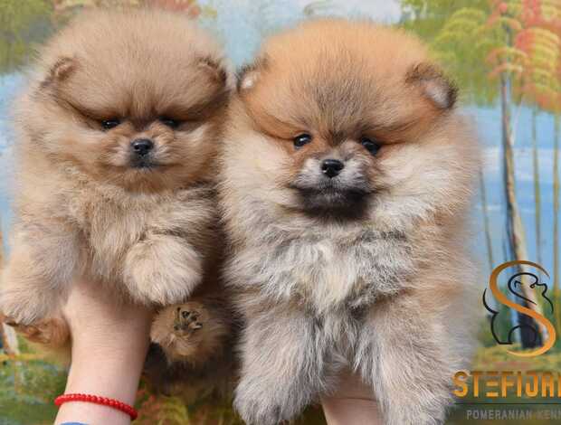 Pomeranian Pomeranian Spitz puppies