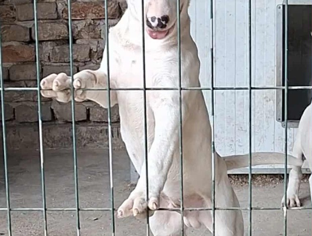 Bull Terrier Standard Bull Terrier Puppies