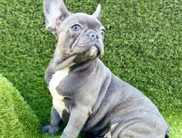 French Bulldog French Bulldog