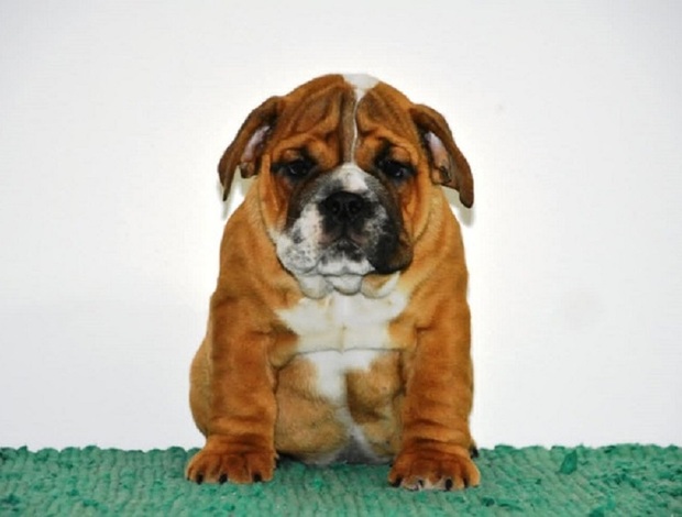 Bulldog English Bulldog