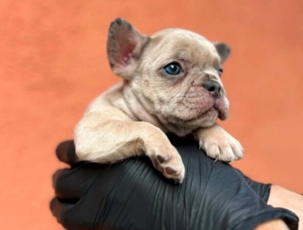French Bulldog Exotic French Bulldog Balkan – TOP quality puppies