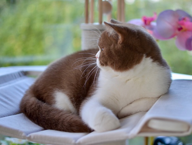 British Shorthair British shorthair cat