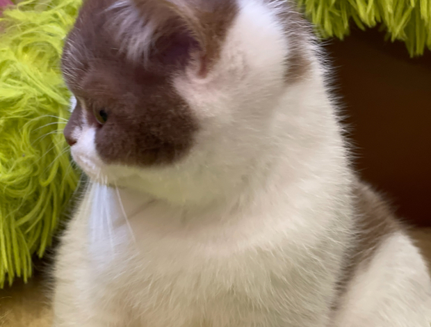 British Shorthair British Shorthair cat