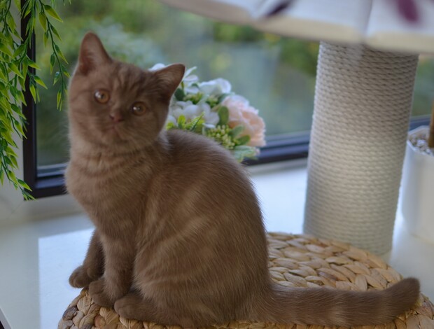 British Shorthair British Shorthair cat