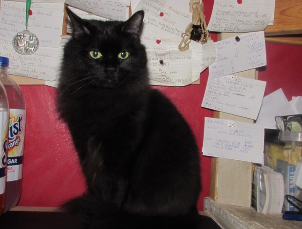 Ragdoll ragdoll kittens for sale