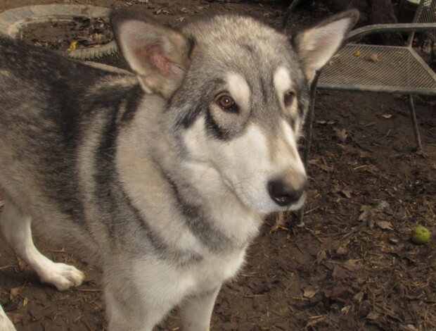 Wolves wolves for sale