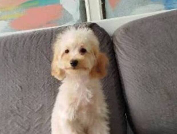 Poodle Miniature poodle puppies