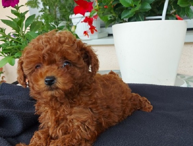 Poodle Toy teacup red poodle