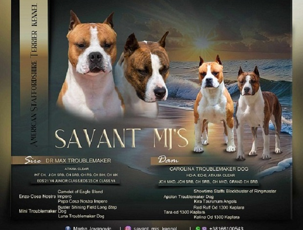 American Staffordshire Terrier American Staffordshire Terrier, top quality puppies