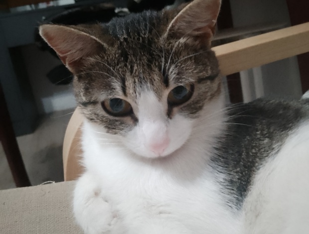 Other A cute kitty from Russia