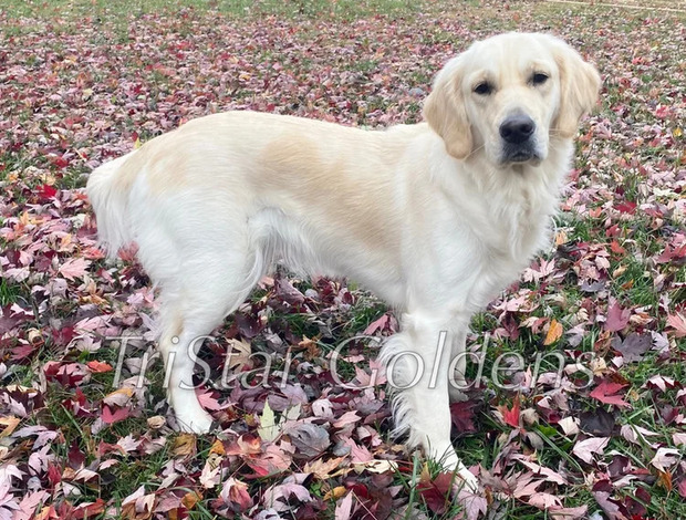 Golden Retriever Golden Retriever Puppies Near Tennessee: Local Access to Trusted Breed