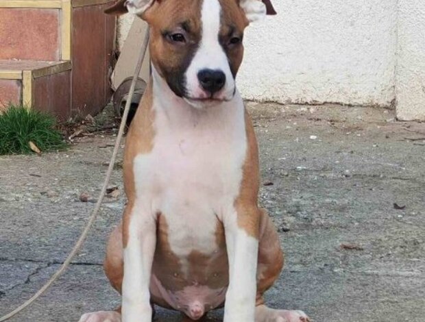 American Staffordshire Terrier American Staffordshire Terrier puppies