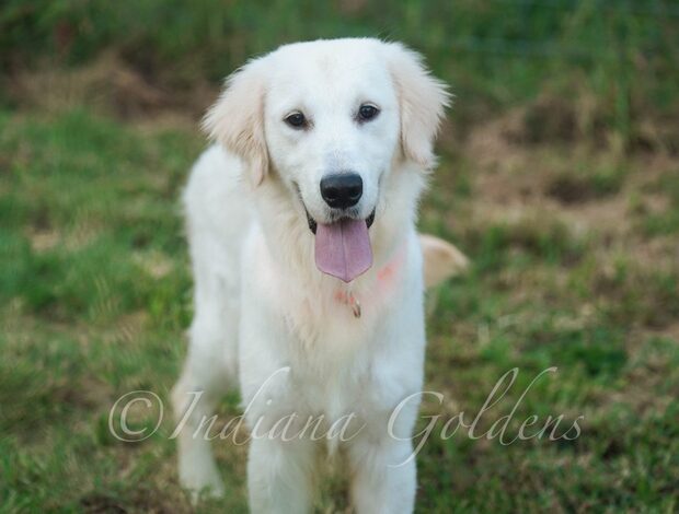Golden Retriever Indiana Golden Retriever Puppies: Raised with Care, Love, and Integrit