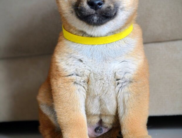 Shiba Inu Shiba Inu Puppies