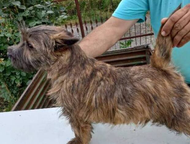 Cairn Terrier Cairn terrier puppies