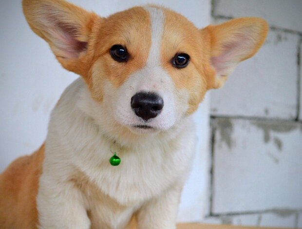 Welsh Corgi, Pembroke Pembroke Welsh Corgi puppies