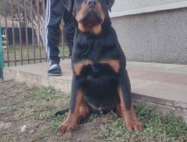 Rottweiler Rottweiler, top puppies