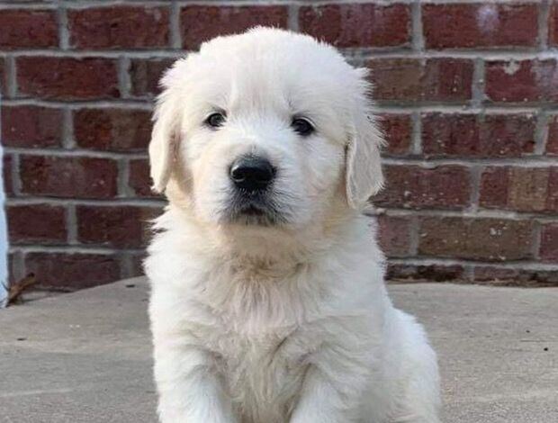 Golden Retriever English Golden retriever: Raised with Care and Certified Quality