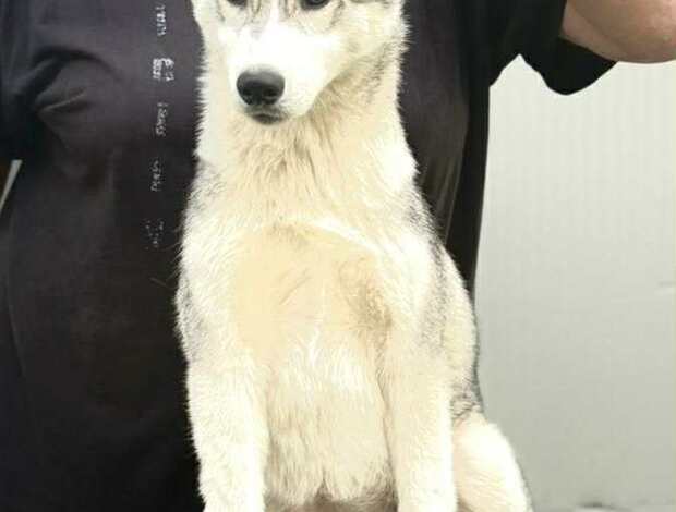 Siberian Husky Siberian Husky Female Puppy