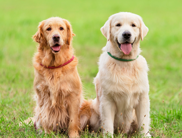 Golden Retriever Golden Retriever Indiana: Trusted Experts in Healthy Bloodlines