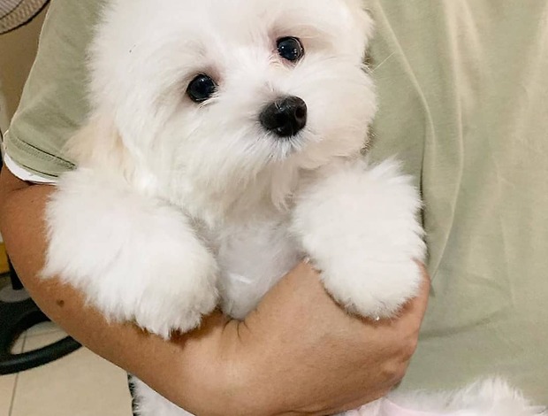 Maltese Maltese Puppies .whatsapp us:+447490124950