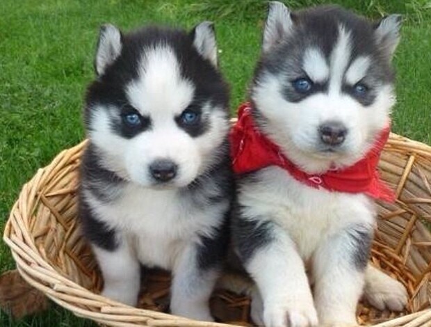 Siberian Husky Siberian Husky Puppies.whatsapp us:+447490124950