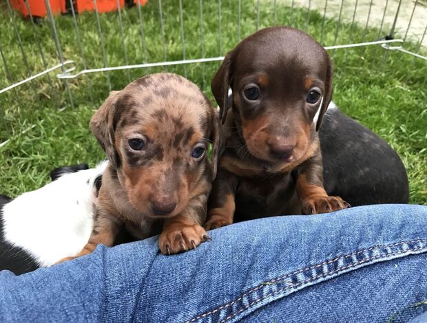 Dutch Shepherd Dog Purebred Dutch Hun Puppies .whatsapp us:+447490124950