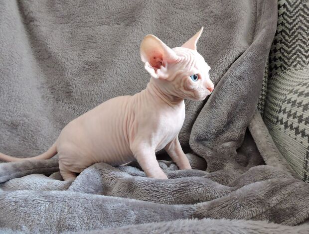Sphynx Healthy male and female Sphynx kittens Seeking new homes.whatsapp us:+