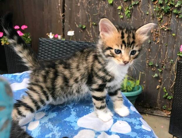 Bengal Stunning Rosetted Male and Female Bengal Cats.whatsapp us:+44749012495