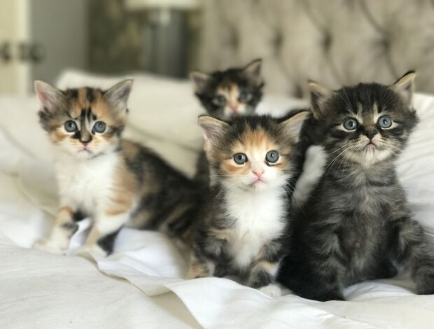 Maine Coon Available mane coon Kittens.whatsapp us:+447490124950