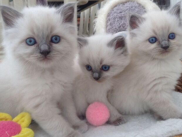 Ragdoll hand-raised ragdoll kittens.whatsapp us:+447490124950