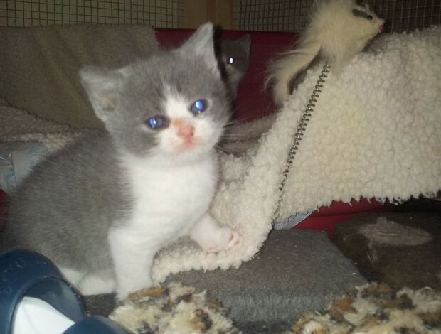 British Shorthair British short hair Kitten Available.whatsapp us:+447490124950