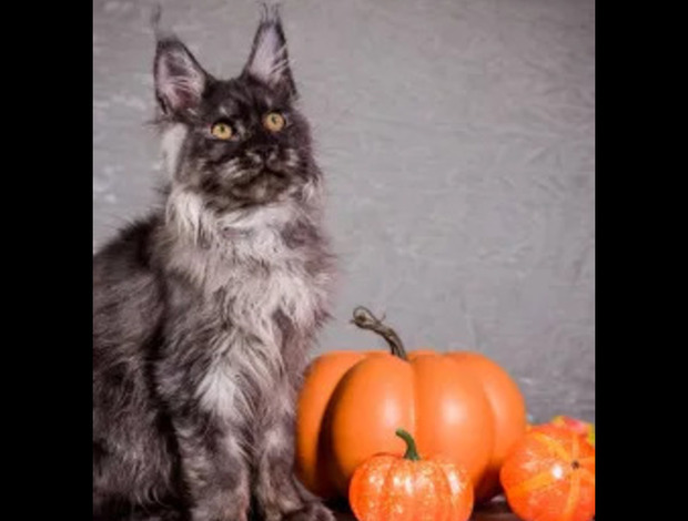 Maine Coon Maine Coon Breeders in Wisconsin: Gentle & Affectionate Cats