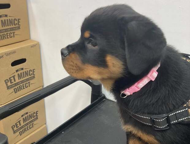 Rottweiler Adorable Rottweiler