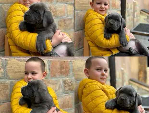 Cane Corso Cane Corso puppies