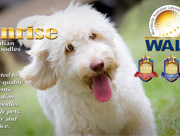 American Bulldog Sunrise Australian Labradoodles