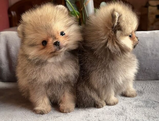Pomeranian Cute teacup Pomeranian puppies