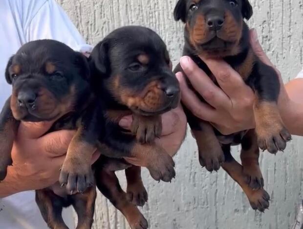 Doberman Pinscher Doberman puppies for sale