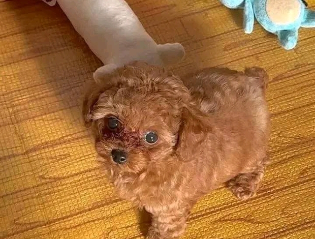 Poodle Beautiful poodle puppies Business WhatsApp: +37256348129