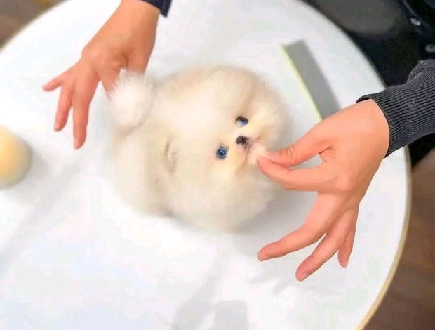 Pomeranian Beautiful Pomeranian puppies Business WhatsApp: +37256348129