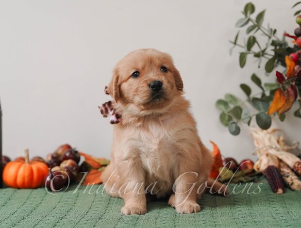 Golden Retriever Golden Retriever Puppies Indiana: Healthy, Home-Raised