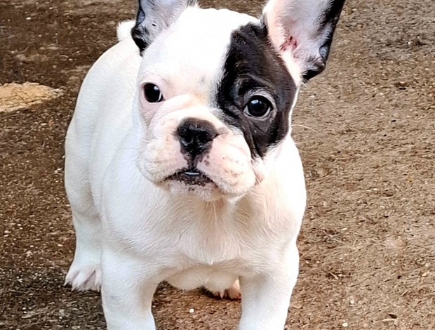 French Bulldog French Bulldog puppies