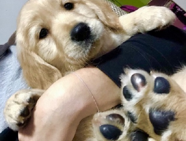 Golden Retriever Golden retriever 3nnn