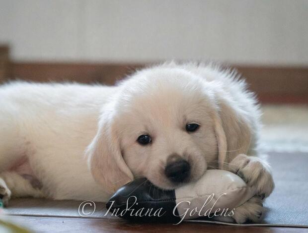 Golden Retriever Golden Retriever Puppies Indiana: Healthy, Home-Raised